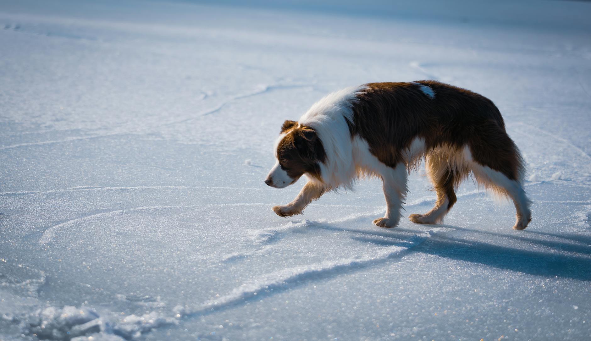 Border collie idzie po ośnieżonym zamarzniętym jeziorze w Espoo, Finlandia